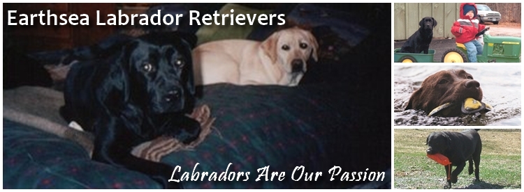Earthsea Labrador Retrievers